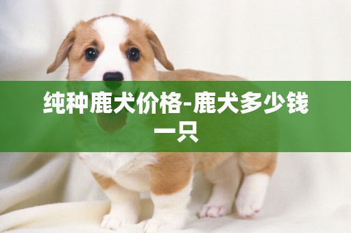 純種鹿犬價格-鹿犬多少錢一只