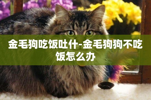 金毛狗吃飯吐什-金毛狗狗不吃飯怎么辦