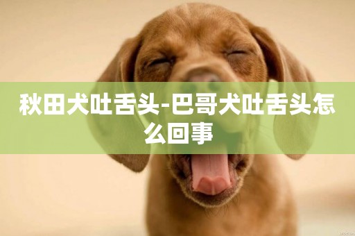 秋田犬吐舌頭-巴哥犬吐舌頭怎么回事