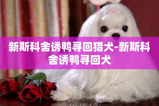 新斯科舍誘鴨尋回獵犬-新斯科舍誘鴨尋回犬