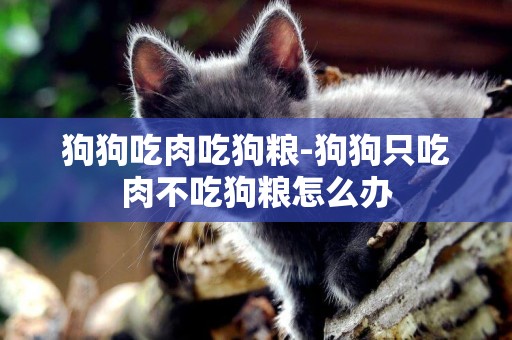 狗狗吃肉吃狗糧-狗狗只吃肉不吃狗糧怎么辦