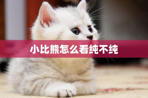 小比熊怎么看純不純