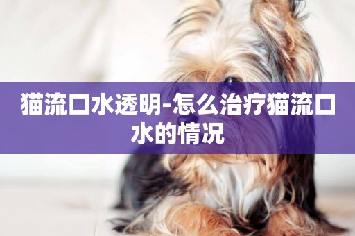 貓流口水透明-怎么治療貓流口水的情況