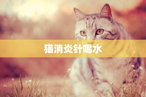 貓消炎針喝水