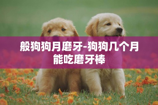 般狗狗月磨牙-狗狗幾個月能吃磨牙棒