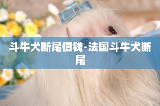 斗牛犬斷尾值錢-法國斗牛犬斷尾