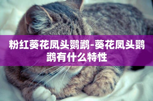 粉紅葵花鳳頭鸚鵡-葵花鳳頭鸚鵡有什么特性