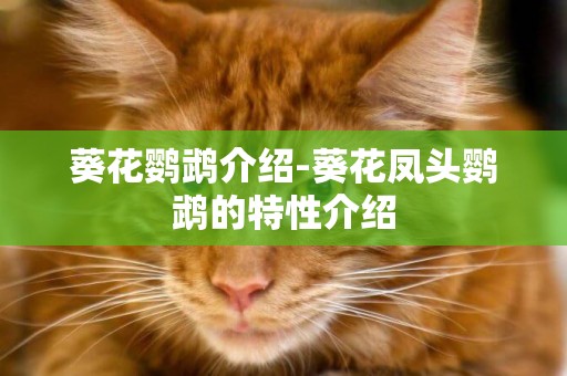 葵花鸚鵡介紹-葵花鳳頭鸚鵡的特性介紹