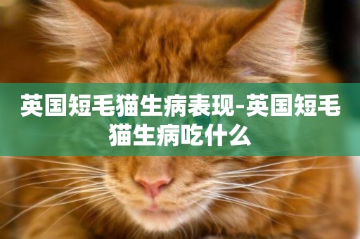 英國短毛貓生病表現-英國短毛貓生病吃什么