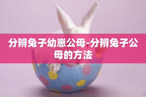 分辨兔子幼崽公母-分辨兔子公母的方法