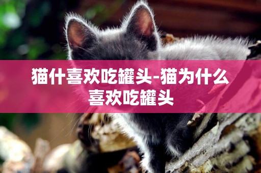 貓什喜歡吃罐頭-貓為什么喜歡吃罐頭