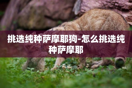 挑選純種薩摩耶狗-怎么挑選純種薩摩耶