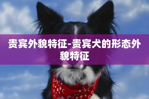 貴賓外貌特征-貴賓犬的形態外貌特征