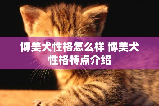 博美犬性格怎么樣 博美犬性格特點介紹