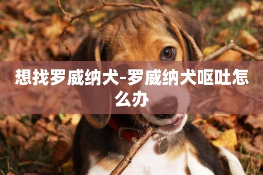 想找羅威納犬-羅威納犬嘔吐怎么辦