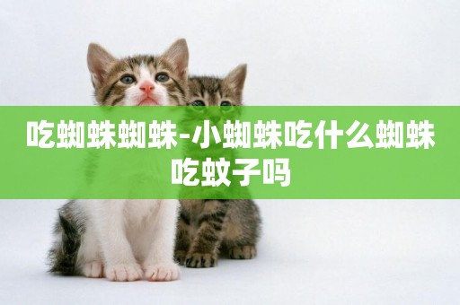 吃蜘蛛蜘蛛-小蜘蛛吃什么蜘蛛吃蚊子嗎