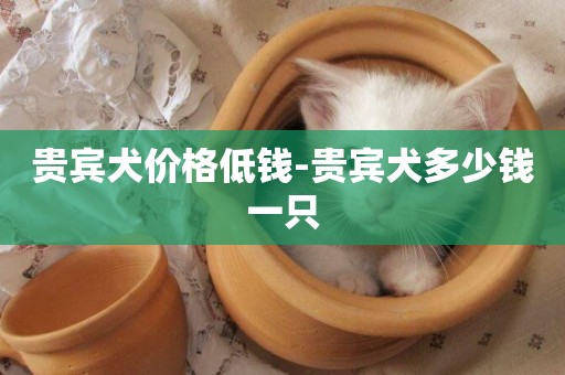 貴賓犬價格低錢-貴賓犬多少錢一只