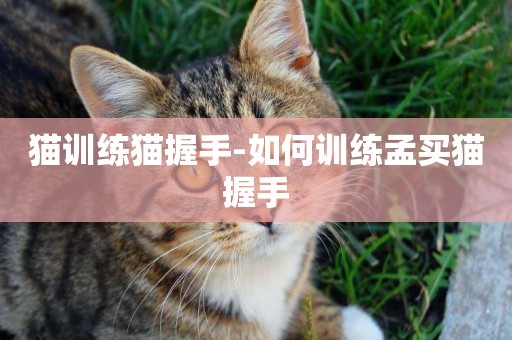貓訓練貓握手-如何訓練孟買貓握手