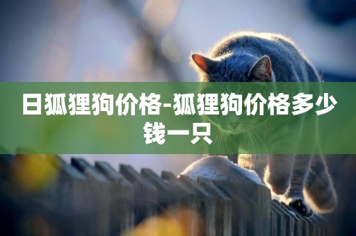 日狐貍狗價格-狐貍狗價格多少錢一只