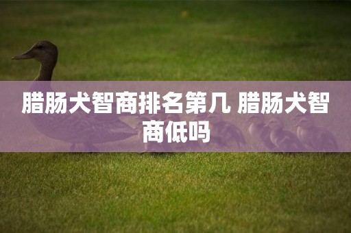 臘腸犬智商排名第幾 臘腸犬智商低嗎