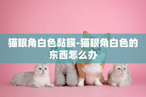 貓眼角白色黏膜-貓眼角白色的東西怎么辦