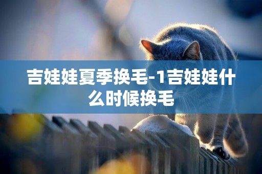 吉娃娃夏季換毛-1吉娃娃什么時候換毛