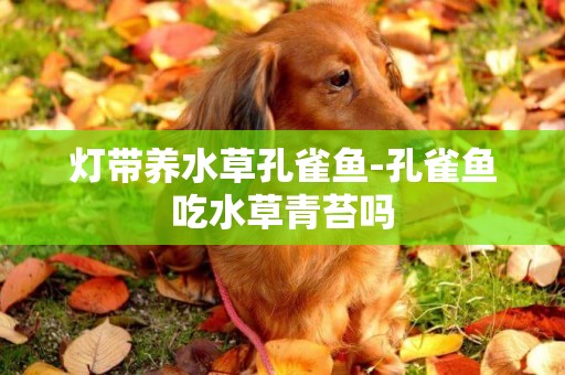 燈帶養水草孔雀魚-孔雀魚吃水草青苔嗎