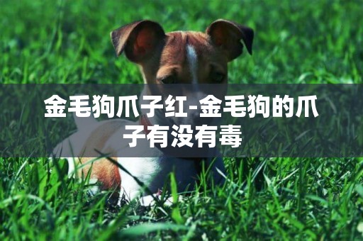 金毛狗爪子紅-金毛狗的爪子有沒有毒