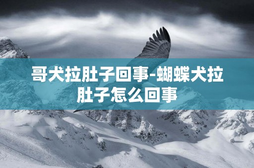 哥犬拉肚子回事-蝴蝶犬拉肚子怎么回事
