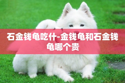 石金錢龜吃什-金錢龜和石金錢龜哪個貴