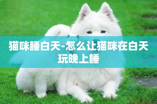 貓咪睡白天-怎么讓貓咪在白天玩晚上睡