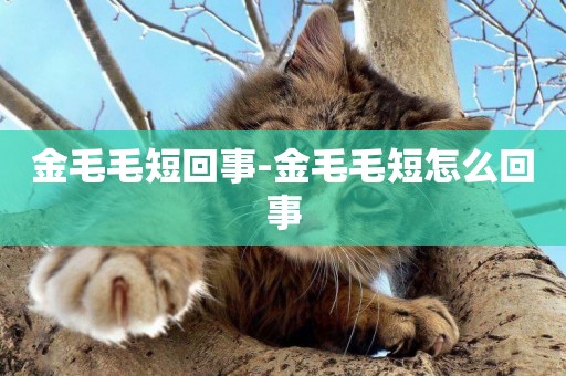 金毛毛短回事-金毛毛短怎么回事