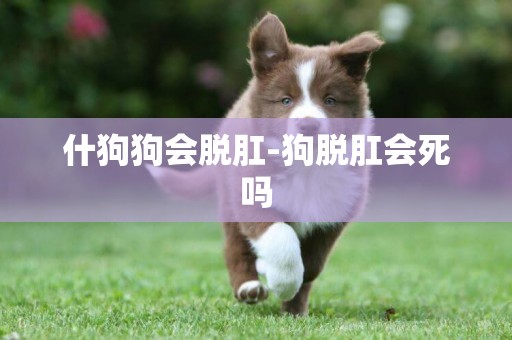 什狗狗會脫肛-狗脫肛會死嗎