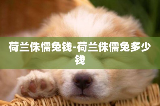荷蘭侏懦兔錢-荷蘭侏儒兔多少錢