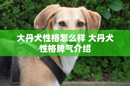 大丹犬性格怎么樣 大丹犬性格脾氣介紹