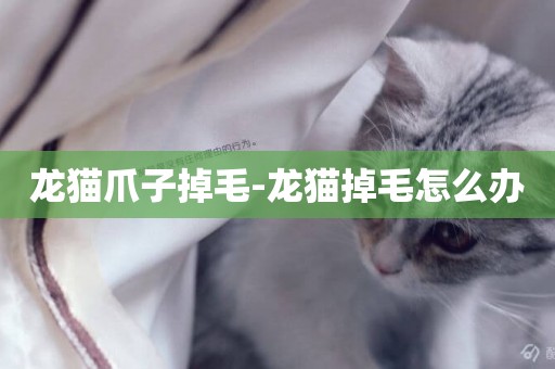 龍貓爪子掉毛-龍貓掉毛怎么辦