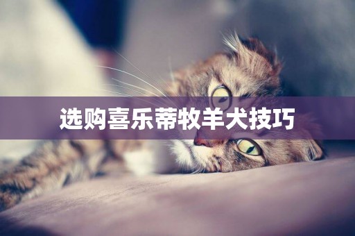 選購喜樂蒂牧羊犬技巧