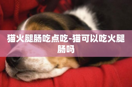 貓火腿腸吃點吃-貓可以吃火腿腸嗎