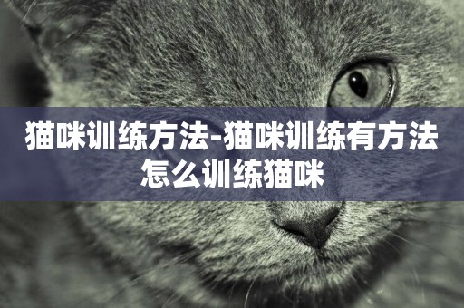 貓咪訓練方法-貓咪訓練有方法怎么訓練貓咪