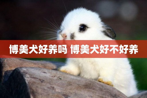 博美犬好養嗎 博美犬好不好養