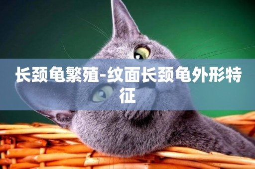 長頸龜繁殖-紋面長頸龜外形特征