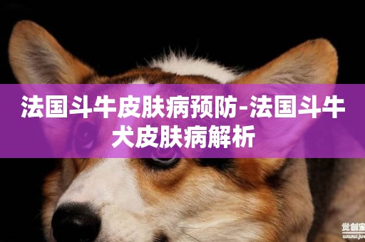 法國斗牛皮膚病預防-法國斗牛犬皮膚病解析