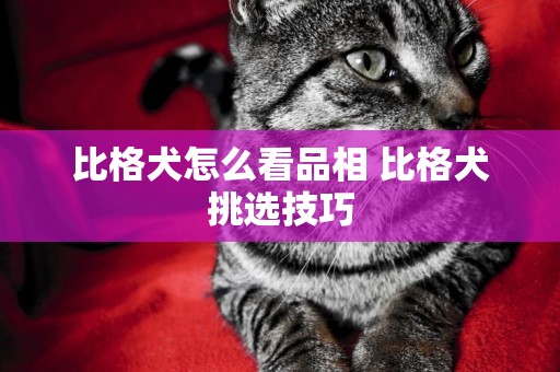 比格犬怎么看品相 比格犬挑選技巧