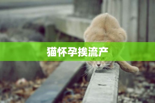 貓懷孕挨流產