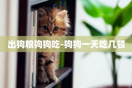 出狗糧狗狗吃-狗狗一天吃幾頓
