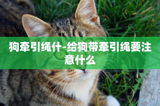 狗牽引繩什-給狗帶牽引繩要注意什么