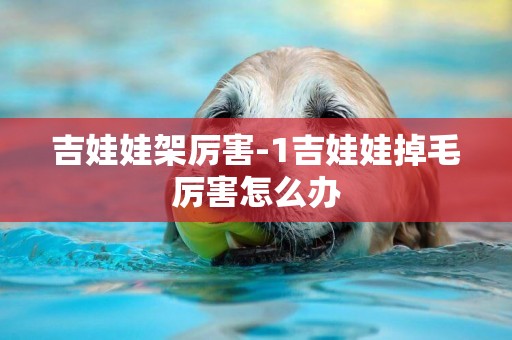 吉娃娃架厲害-1吉娃娃掉毛厲害怎么辦