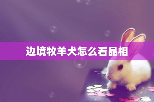 邊境牧羊犬怎么看品相
