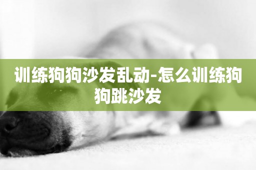 訓練狗狗沙發亂動-怎么訓練狗狗跳沙發