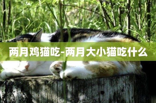 兩月雞貓吃-兩月大小貓吃什么